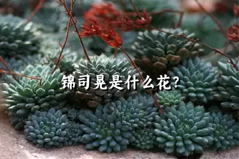 锦司晃是什么花？