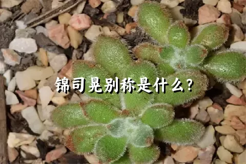 锦司晃别称是什么？