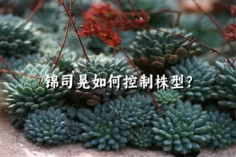 锦司晃如何控制株型？