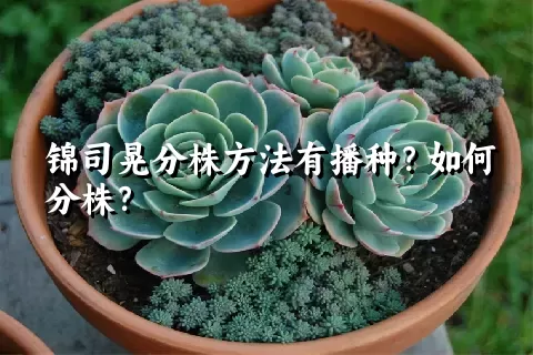 锦司晃分株方法有播种？如何分株？