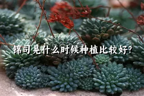 锦司晃什么时候种植比较好？