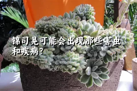 锦司晃可能会出现那些害虫和疾病？