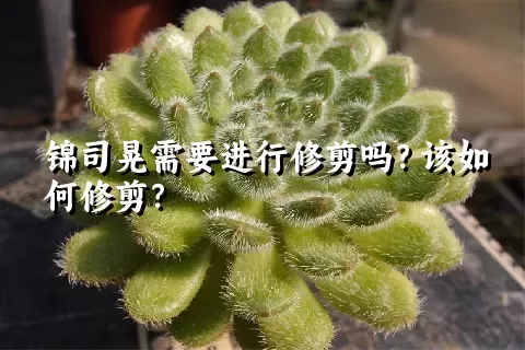 锦司晃需要进行修剪吗？该如何修剪？