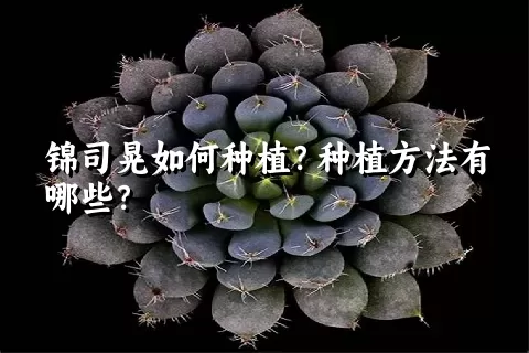 锦司晃如何种植？种植方法有哪些？