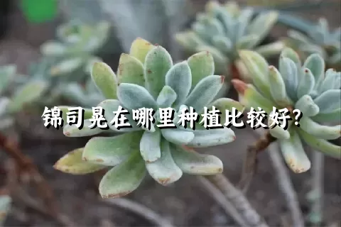 锦司晃在哪里种植比较好？