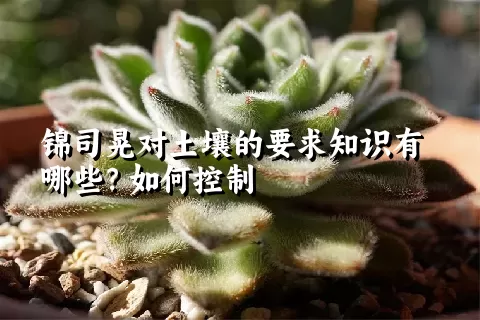 锦司晃对土壤的要求知识有哪些？如何控制