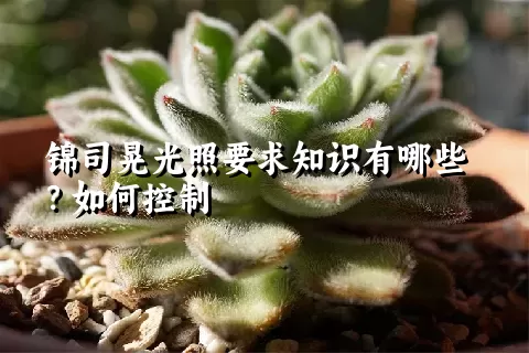 锦司晃光照要求知识有哪些？如何控制