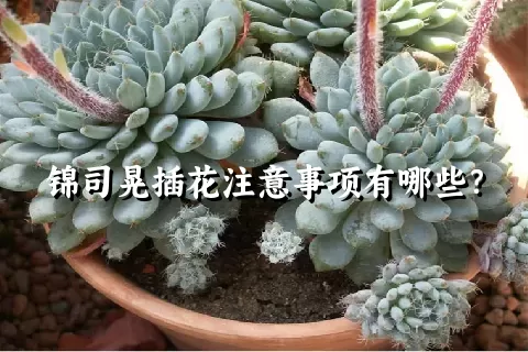 锦司晃插花注意事项有哪些？