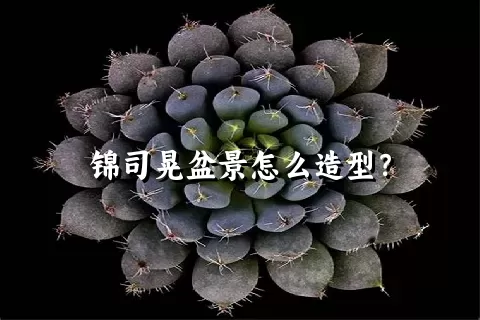 锦司晃盆景怎么造型？