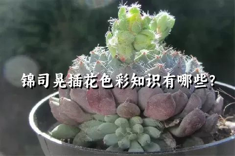 锦司晃插花色彩知识有哪些？