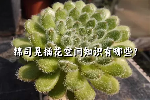 锦司晃插花空间知识有哪些？