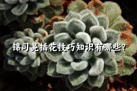 锦司晃插花技巧知识有哪些？