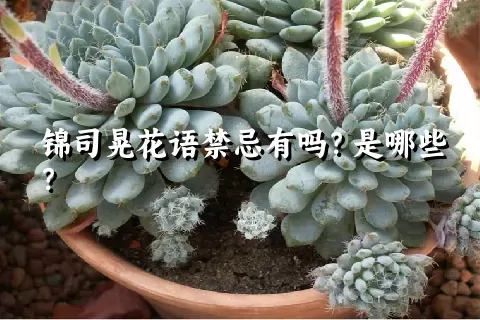 锦司晃花语禁忌有吗？是哪些？