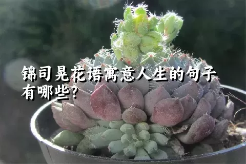 锦司晃花语寓意人生的句子有哪些？