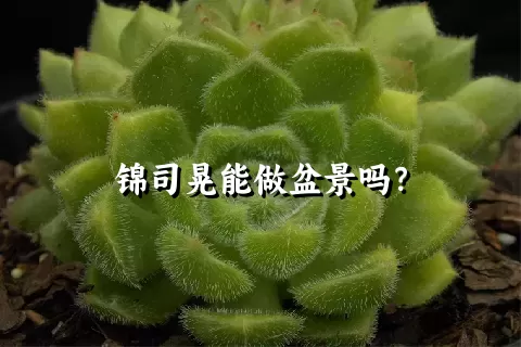 锦司晃能做盆景吗？