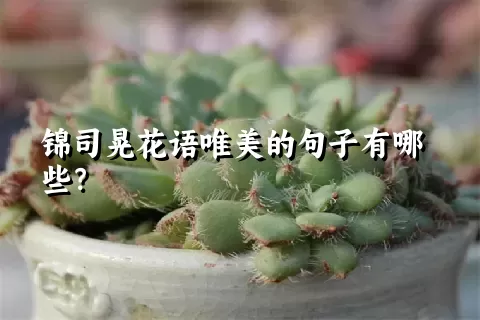 锦司晃花语唯美的句子有哪些？