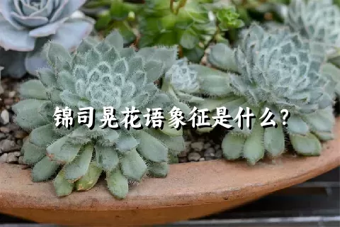 锦司晃花语象征是什么？