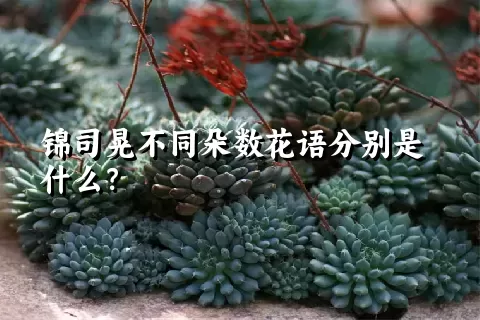 锦司晃不同朵数花语分别是什么？