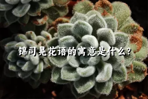 锦司晃花语的寓意是什么？