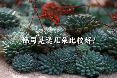 锦司晃送几朵比较好？