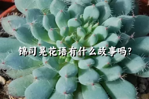 锦司晃花语有什么故事吗？