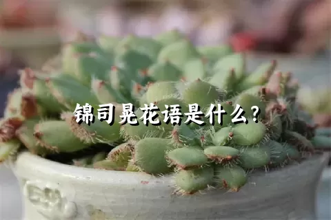 锦司晃花语是什么？