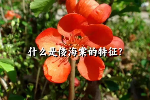 什么是倭海棠的特征？