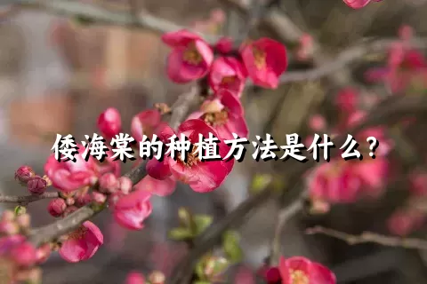 倭海棠的种植方法是什么？