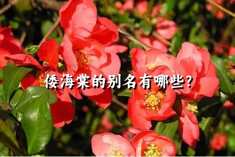 倭海棠的别名有哪些？