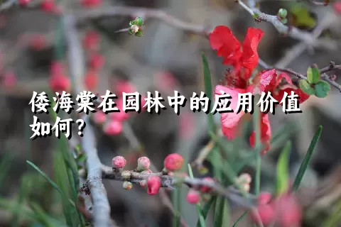 倭海棠在园林中的应用价值如何？