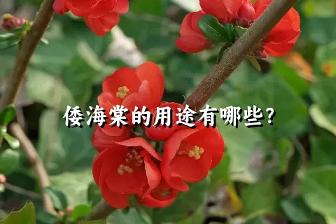 倭海棠的用途有哪些？