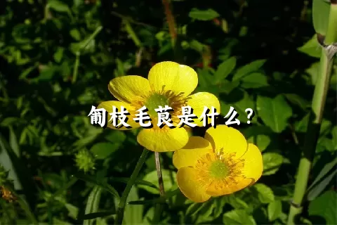 匍枝毛茛是什么？