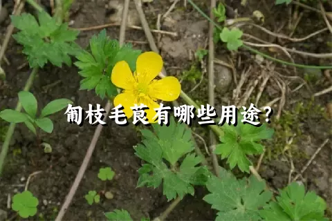 匍枝毛茛有哪些用途？