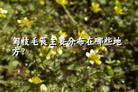 匍枝毛茛主要分布在哪些地方？