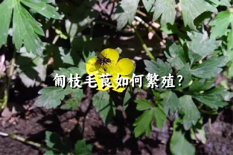 匍枝毛茛如何繁殖？