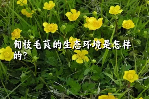 匍枝毛茛的生态环境是怎样的？