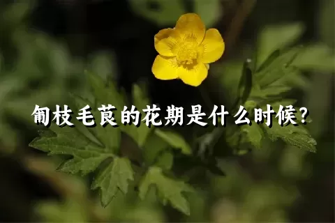 匍枝毛茛的花期是什么时候？