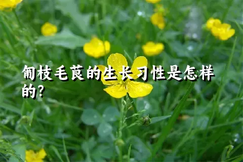 匍枝毛茛的生长习性是怎样的？