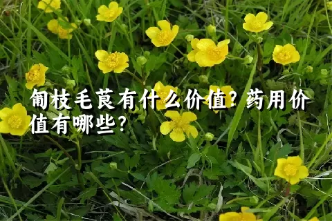 匍枝毛茛有什么价值？药用价值有哪些？