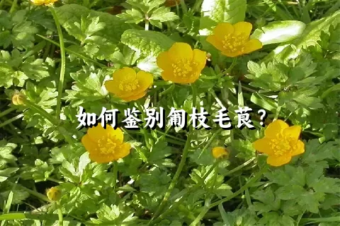 如何鉴别匍枝毛茛？