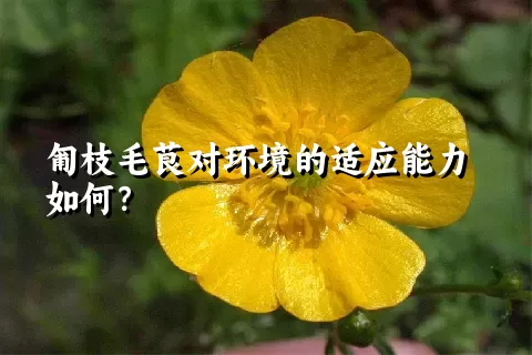 匍枝毛茛对环境的适应能力如何？