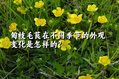 匍枝毛茛在不同季节的外观变化是怎样的？