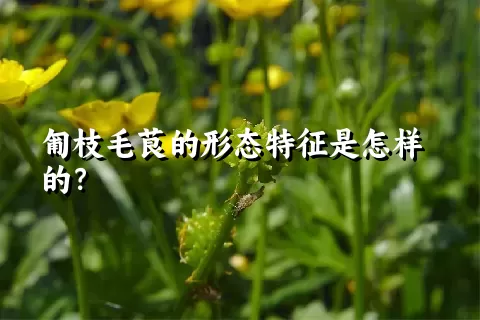 匍枝毛茛的形态特征是怎样的？