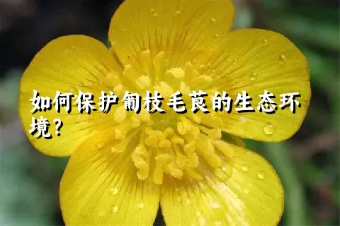 如何保护匍枝毛茛的生态环境？