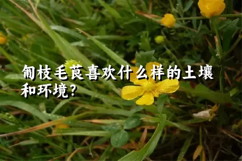 匍枝毛茛喜欢什么样的土壤和环境？