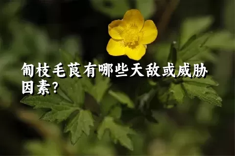 匍枝毛茛有哪些天敌或威胁因素？