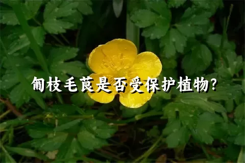 匍枝毛茛是否受保护植物？