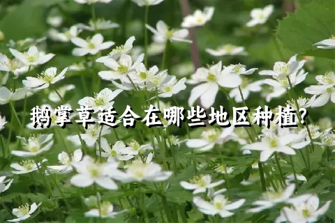 鹅掌草适合在哪些地区种植？