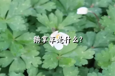 鹅掌草是什么？