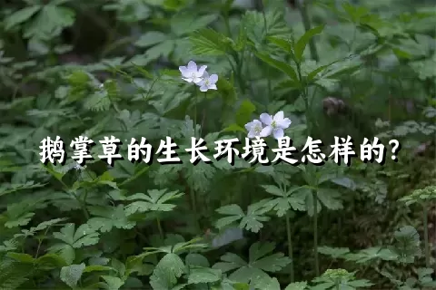 鹅掌草的生长环境是怎样的？